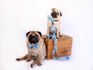 Collar & Bow Tie - Fish