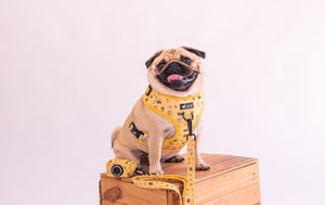 NEW Adjustable Harness - Bees