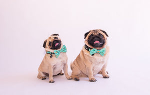 Collar & Bow Tie - Dinosaur