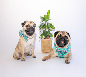 Collar & Bow Tie - Botanic