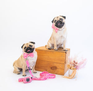 Collar & Bow Tie - Watermelon