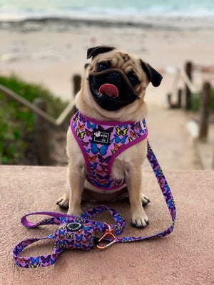 Poop Bag Holder- Butterfly