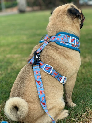 Adjustable Harness- Seafood