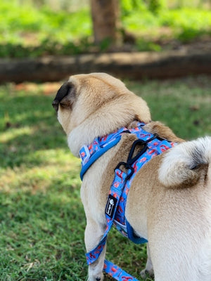 Adjustable Harness- Seafood
