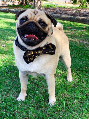Collar & Bow Tie- Leopard