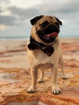 Collar & Bow Tie- Leopard