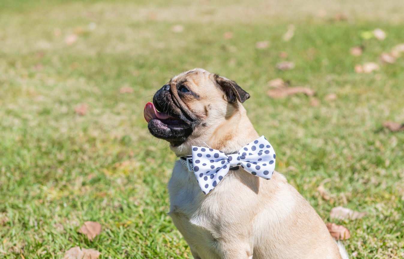 Collar & Bow Tie - Dots