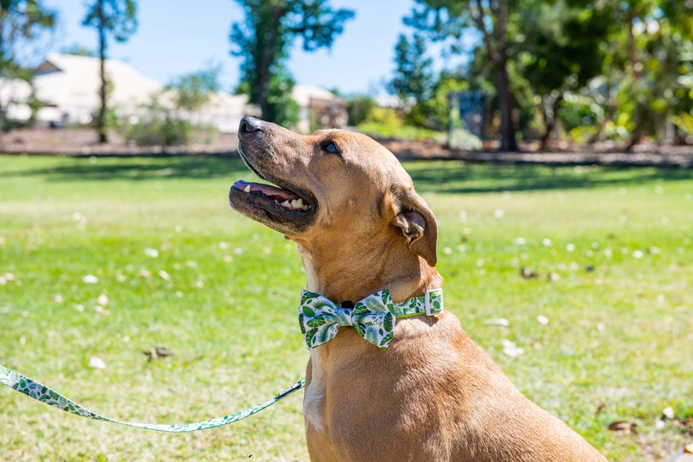 Collar & Bow Tie - Palms