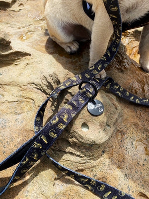 Leads- Leopard