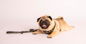 Adjustable Harness- Leopard