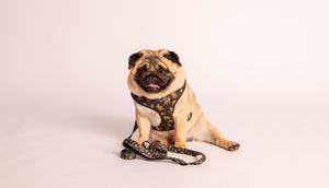 Adjustable Harness- Leopard
